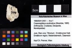 Foto (Objket + Etiketten) von Cracensigillatus acutirostrus (Moericke, 1889) 